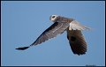 _7SB3391 white-tailed kite